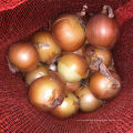 Good Quality fresh Onion in bulk  for sale